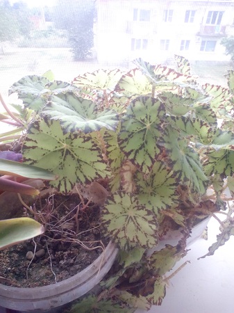 337x450  125 KB. Big one: 1920x2560  932 KB