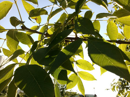 450x338  47 KB. Big one: 4160x3120  2110 KB