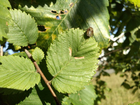 450x338  50 KB. Big one: 4160x3120  2358 KB