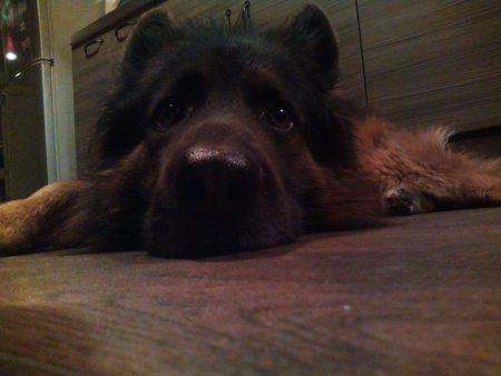 450x338  50 KB. Big one: 3264x2448  1257 KB