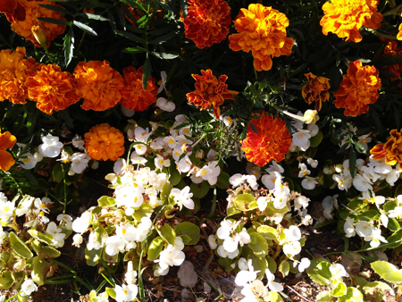 450x338  265 KB. Big one: 4000x3000  4018 KB