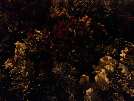 450x338  157 KB. Big one: 4000x3000  2596 KB