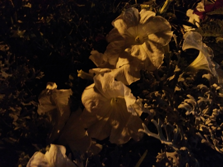 450x338  145 KB. Big one: 4000x3000  2652 KB