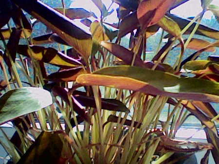 450x337  87 KB. Big one: 1280x960  332 KB