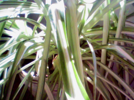 450x337  61 KB. Big one: 1280x960  236 KB