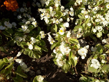 450x338  231 KB. Big one: 5248x3936  6819 KB