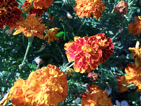 450x338  256 KB. Big one: 5248x3936  7195 KB