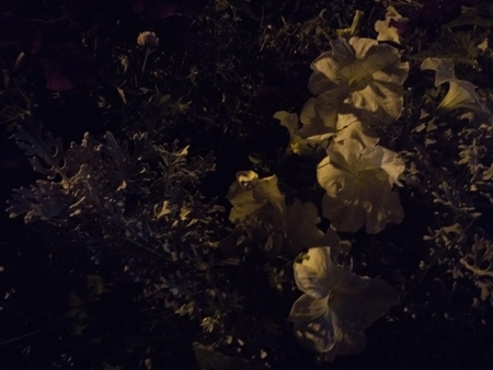 450x338  120 KB. Big one: 5248x3936  4156 KB