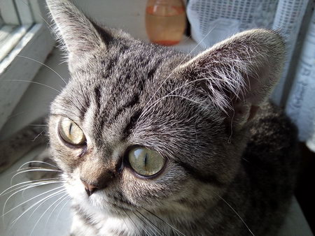 450x338  58 KB. Big one: 3264x2448  4349 KB