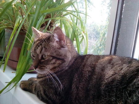 450x338  115 KB. Big one: 1600x1200  971 KB