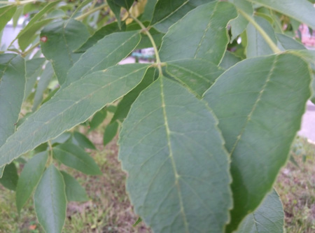 450x333  54 KB. Big one: 4192x3104  1246 KB