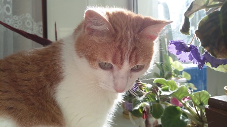 450x253  43 KB. Big one: 5376x3024  3970 KB