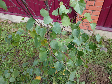 450x338  241 KB. Big one: 3264x2448  3786 KB