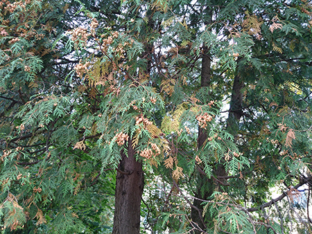 450x338  323 KB. Big one: 5248x3936  20287 KB