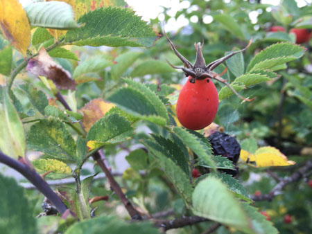 450x338  49 KB. Big one: 4032x3024  1527 KB