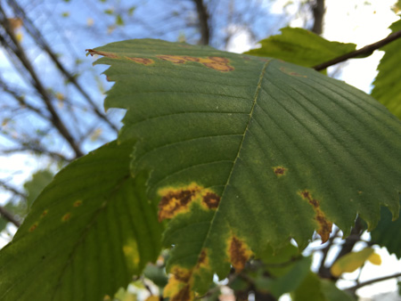 450x338  59 KB. Big one: 4032x3024  1177 KB