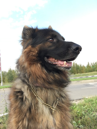 338x450  59 KB. Big one: 1932x2576  668 KB