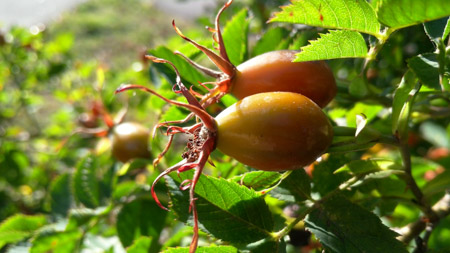 450x253  52 KB. Big one: 4160x2340  1325 KB