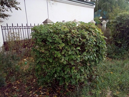 450x337  91 KB. Big one: 3264x2448  4271 KB