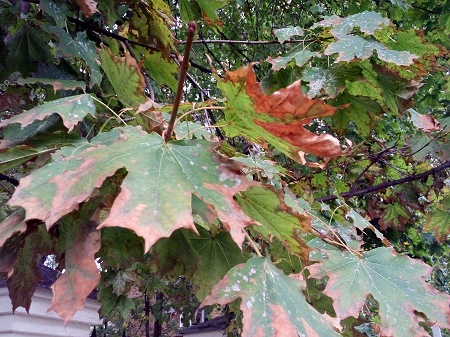 450x337  93 KB. Big one: 3264x2448  3841 KB