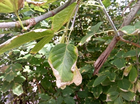 450x337  81 KB. Big one: 3264x2448  3183 KB