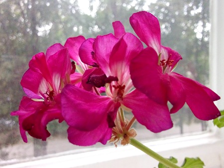 450x337  51 KB. Big one: 3264x2448  2073 KB