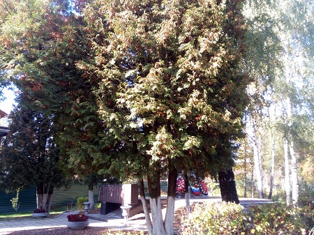 450x337  108 KB. Big one: 4160x3120  7474 KB