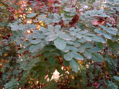 450x337  75 KB. Big one: 4160x3120  4173 KB