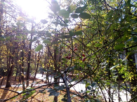 450x337  109 KB. Big one: 4160x3120  6357 KB