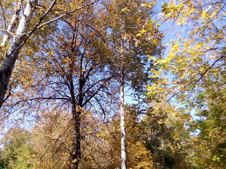 450x337  126 KB. Big one: 4160x3120  7683 KB