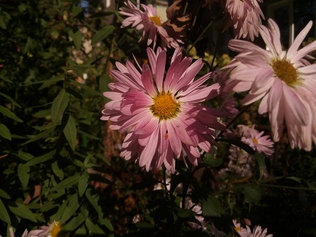 450x337  58 KB. Big one: 4160x3120  2708 KB