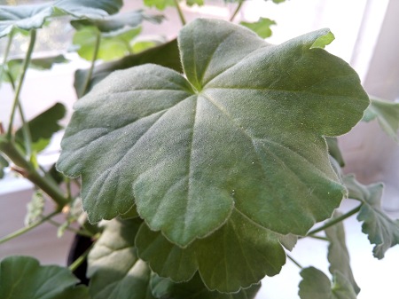 450x337  51 KB. Big one: 4160x3120  3396 KB