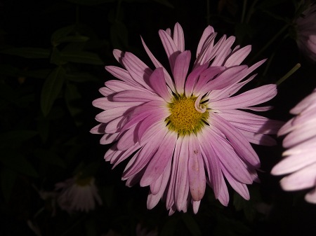 450x337  39 KB. Big one: 4160x3120  2511 KB