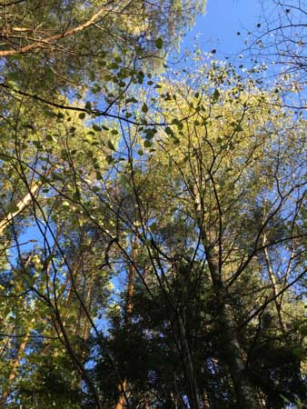 338x450  52 KB. Big one: 3024x4032  4979 KB