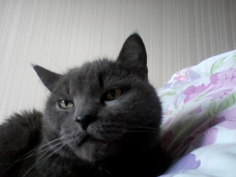 337x253  21 KB. Big one: 1600x1200  705 KB