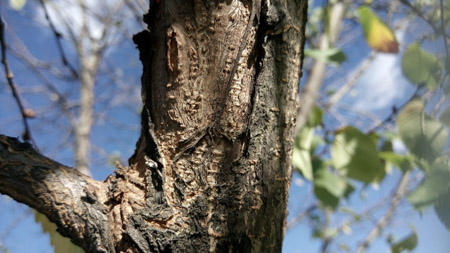 450x253  50 KB. Big one: 3920x2208  2269 KB