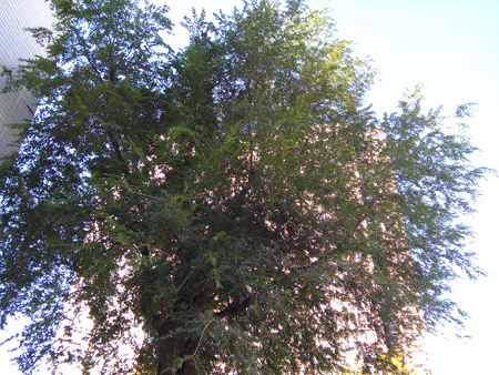 450x338  265 KB. Big one: 3264x2448  4517 KB