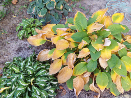 450x338  243 KB. Big one: 3264x2448  3217 KB