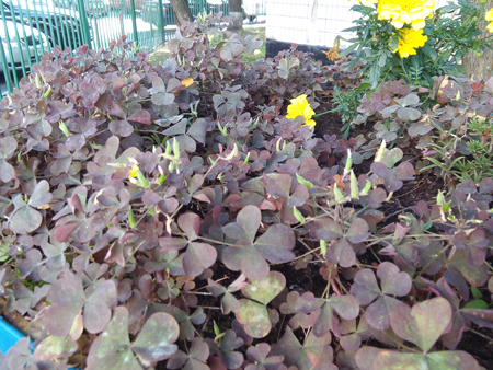 450x338  243 KB. Big one: 3264x2448  3189 KB