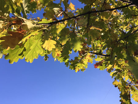 450x338  60 KB. Big one: 4032x3024  1932 KB