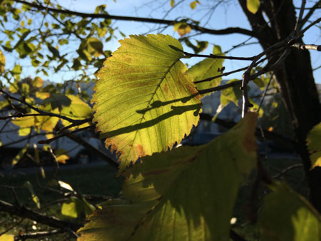 450x338  50 KB. Big one: 4032x3024  1844 KB