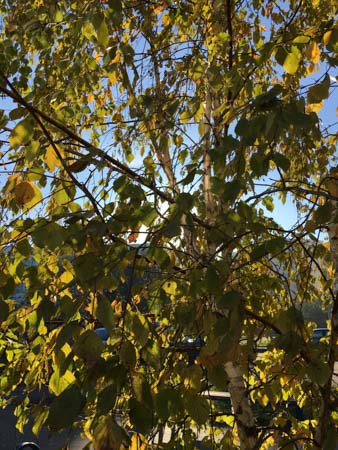 338x450  58 KB. Big one: 3024x4032  3329 KB