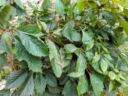 450x338  240 KB. Big one: 3200x2400  3612 KB