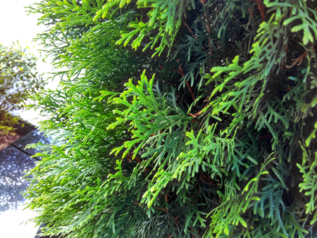 450x338  277 KB. Big one: 3200x2400  4133 KB