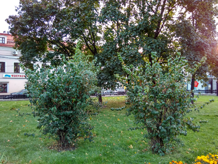 450x338  272 KB. Big one: 3200x2400  5012 KB