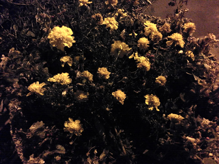 450x338  204 KB. Big one: 3200x2400  3134 KB