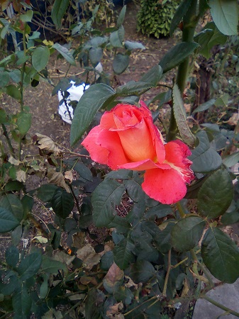 337x450  133 KB. Big one: 1920x2560  1977 KB