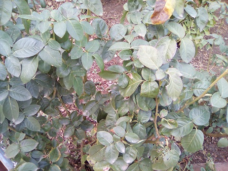 450x337  150 KB. Big one: 2560x1920  2166 KB