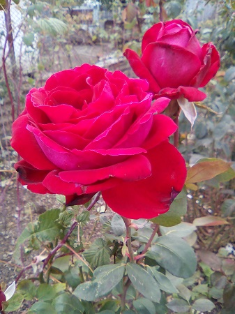 337x450  126 KB. Big one: 1920x2560  1637 KB