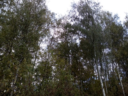 450x337  97 KB. Big one: 4160x3120  6643 KB